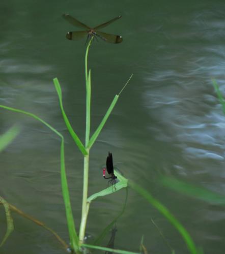 Réf. 25 072 : Calopteryx haemorrhoidalis