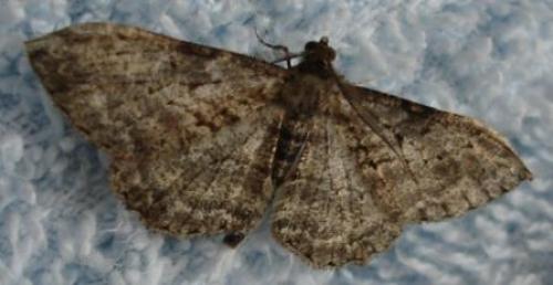Réf. 25 154 : Peribatodes rhomboidaria