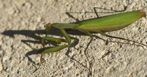Réf. 25 451 : Mantis religiosa
