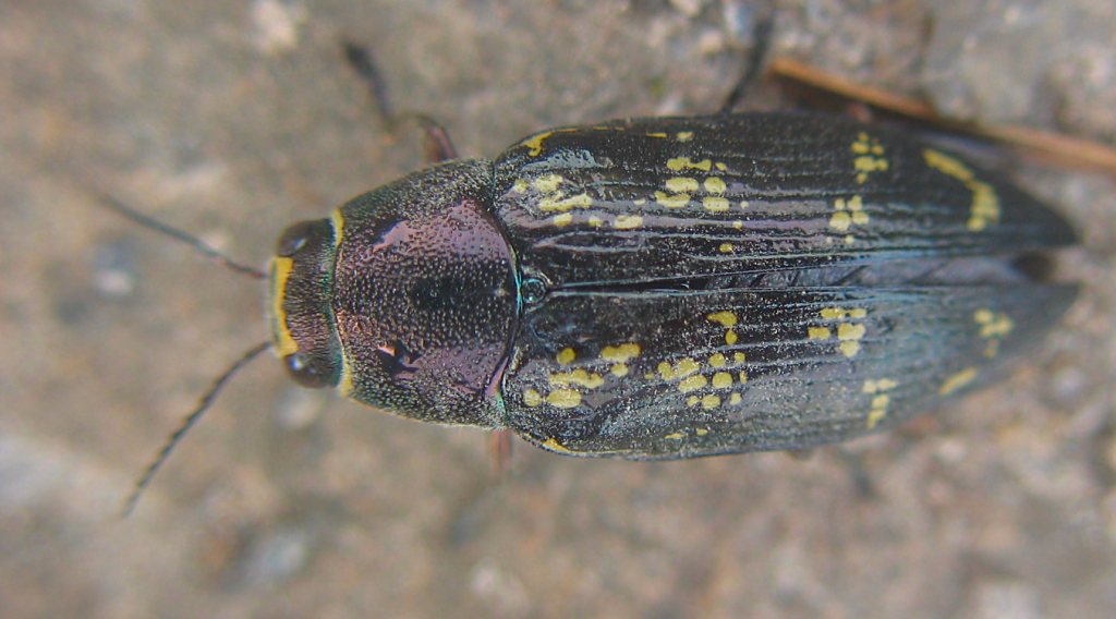 Sylvain RONDI - Buprestis (Buprestis) bertheloti - réf. 25011 (1024 x 568 pixels, 89 ko)