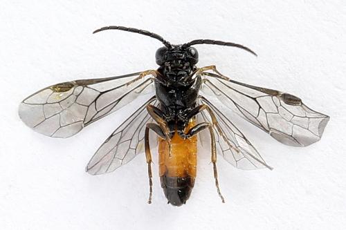 Pareophora pruni