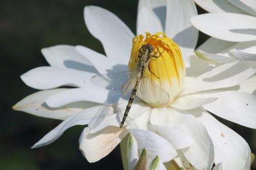 Orthetrum trinacria