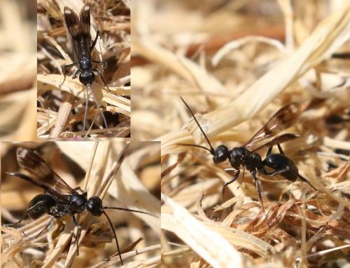 Réf. 252 321 : Priocnemis sp.