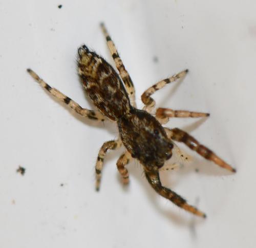 Réf. 252 822 : Marpissa muscosa