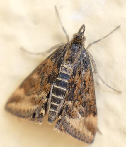 Réf. 252 730 : Pyrausta despicata