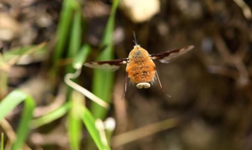 Réf. 253 807 : Bombylius major