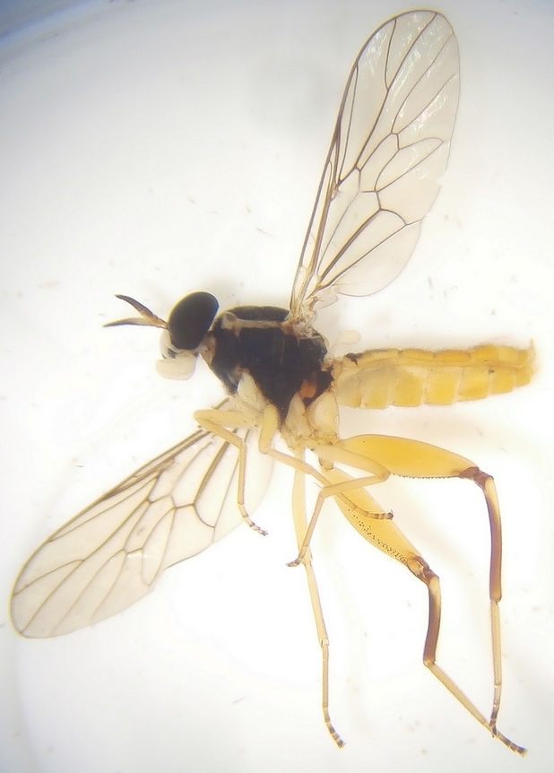 H. Dumas - Solva sp. - réf. 253143 (618 x 862 pixels, 213 ko)