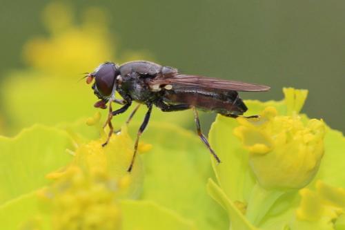 Réf. 255 021 : Cheilosia soror