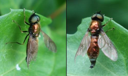 Chloromyia formosa