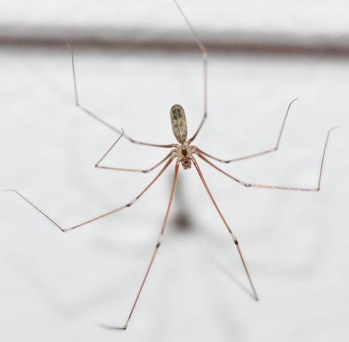 Réf. 256 127 : Pholcus phalangioides