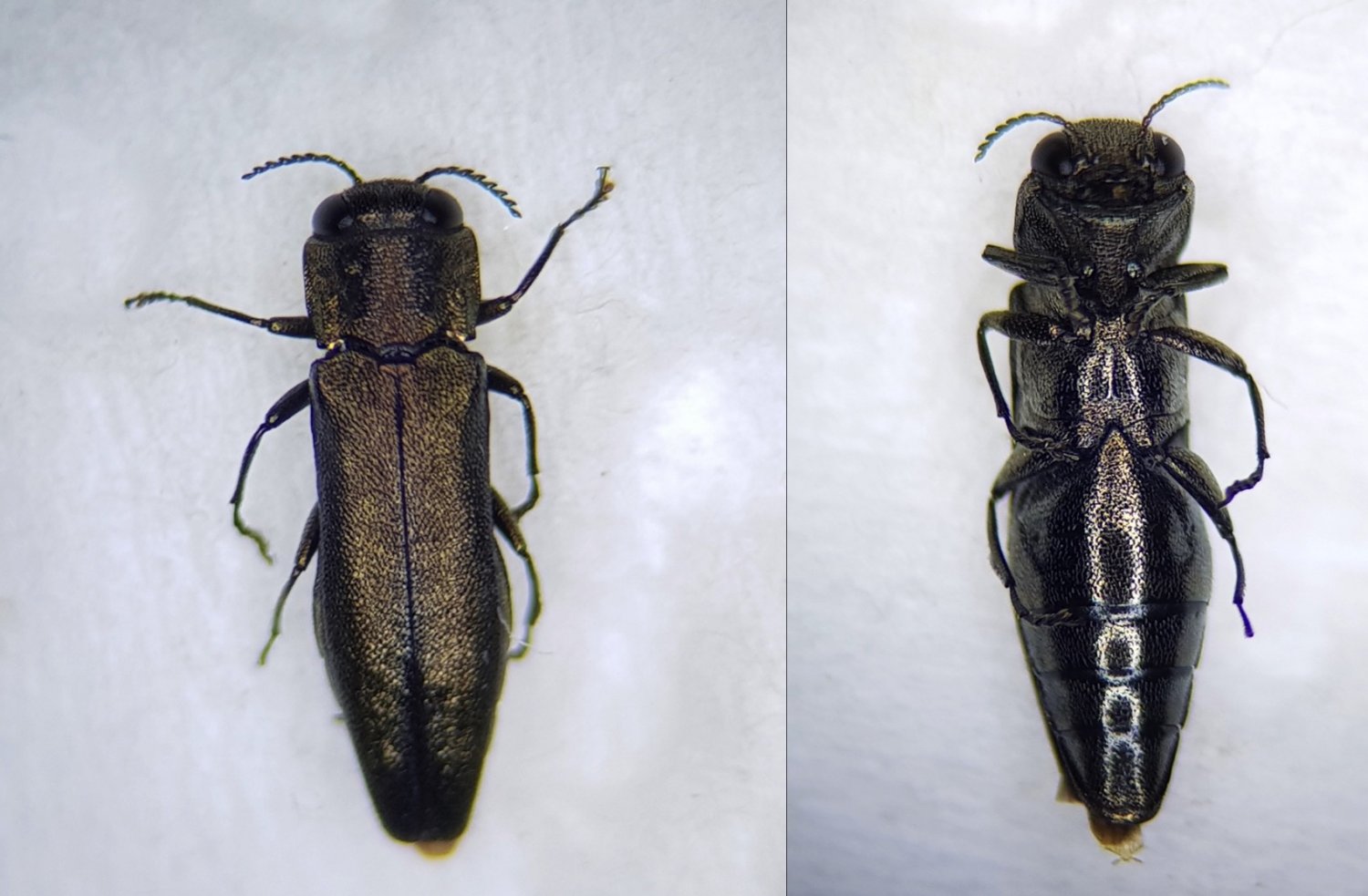 Guillaume Delporte - Agrilus (Quercuagrilus) angustulus - réf. 256131 (1500 x 983 pixels, 163 ko)