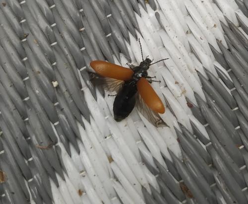 Réf. 258 598 : Omophlus sp.
