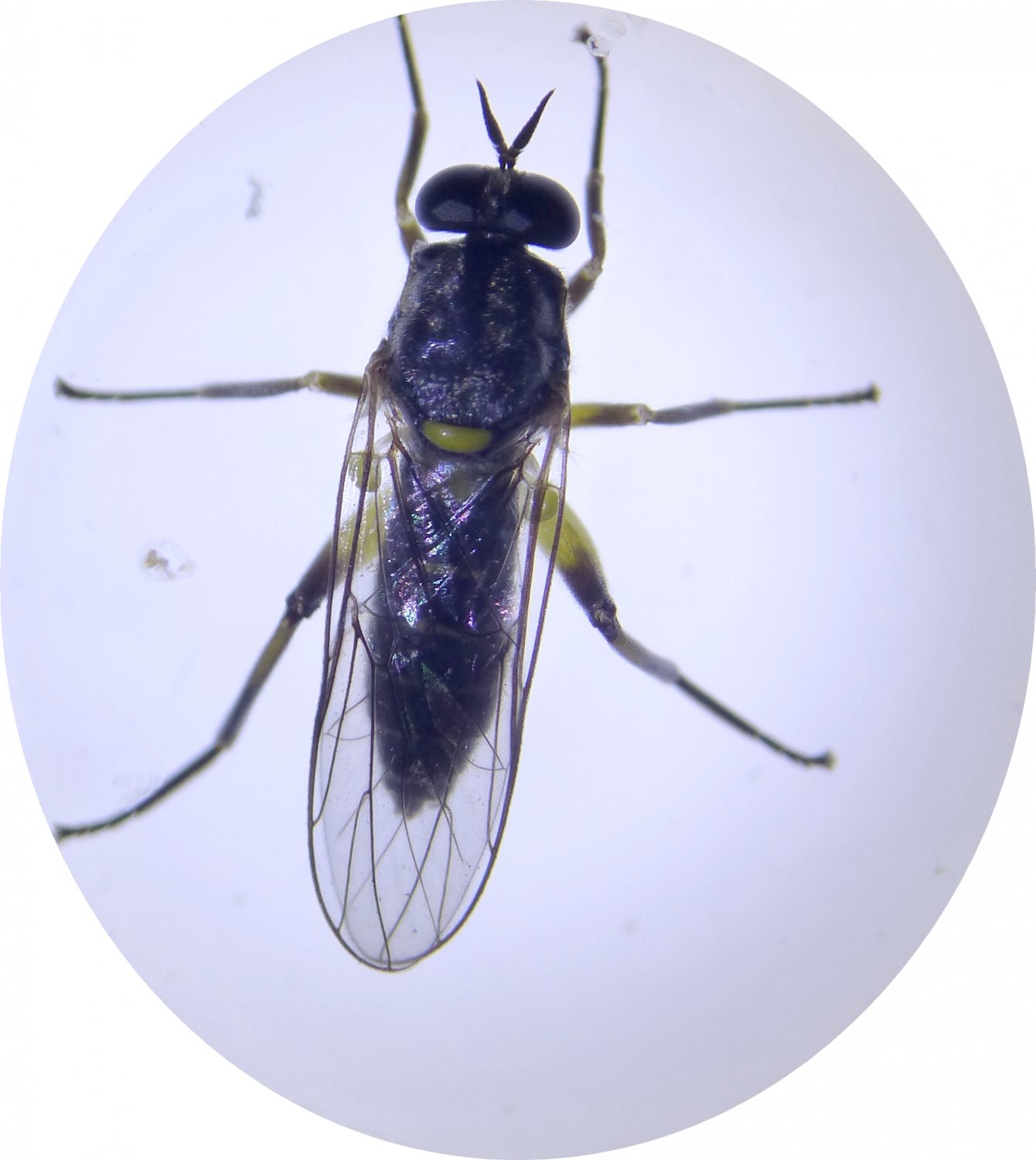 Chen - Solva marginata - réf. 259497 (1340 x 1500 pixels, 141 ko)