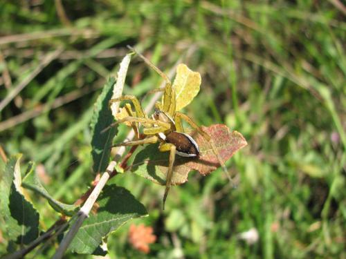 Réf. 26 187 : Dolomedes fimbriatus