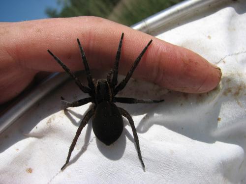 Réf. 26 279 : Dolomedes fimbriatus