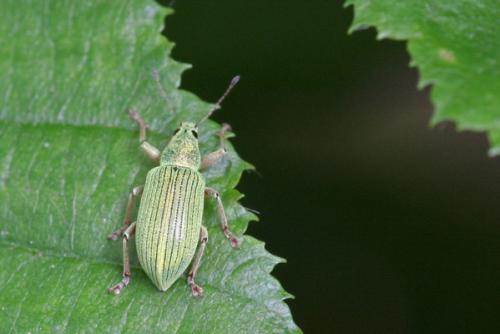 Réf. 26 316 : Polydrusus formosus