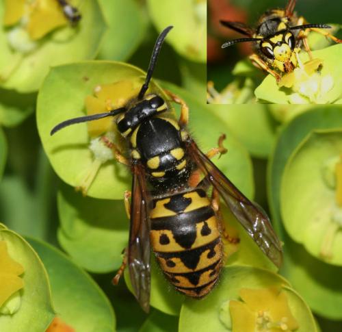 Réf. 26 407 : Vespula germanica