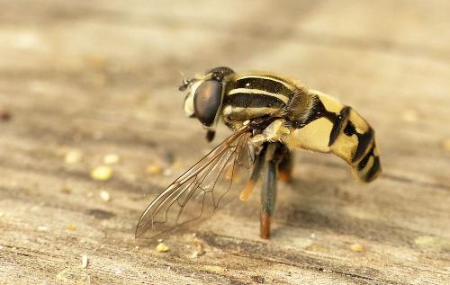 Réf. 260 290 : Helophilus pendulus