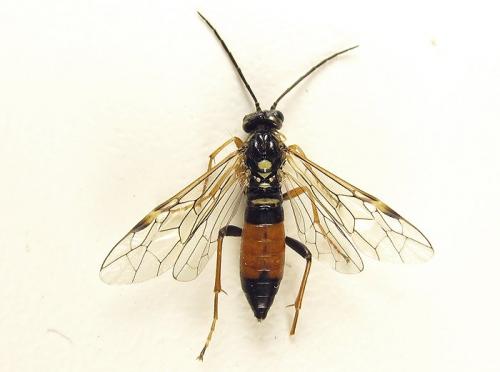 Tenthredopsis (nassata-scutellaris)