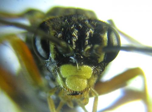 Tenthredopsis (nassata-scutellaris)