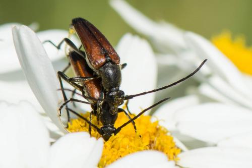 Stenurella bifasciata