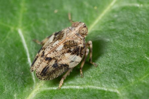 Réf. 261 318 : Issus coleoptratus