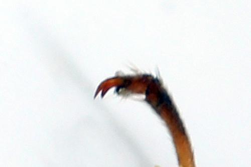 Réf. 262 317 : Tenthredopsis friesei