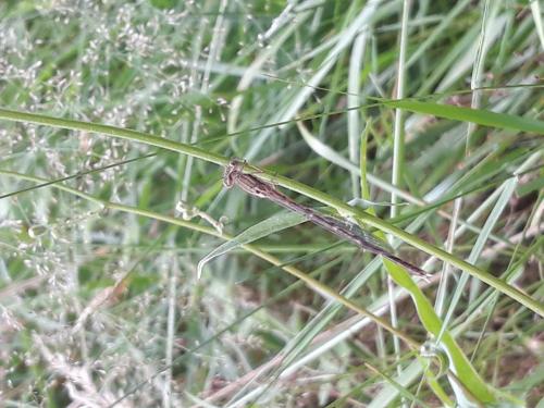 Réf. 263 283 : Sympecma fusca