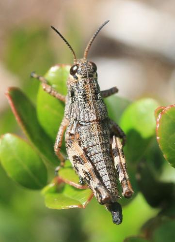 Podisma pedestris