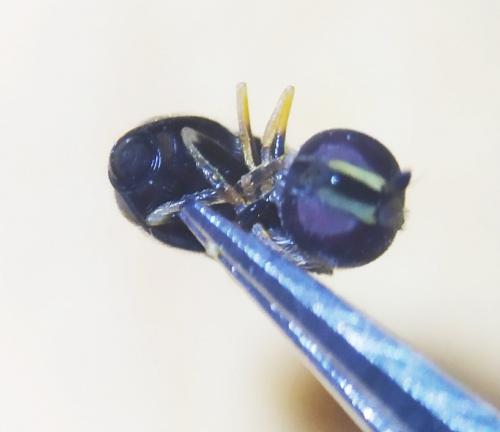 Réf. 263 503 : Paragus sp.