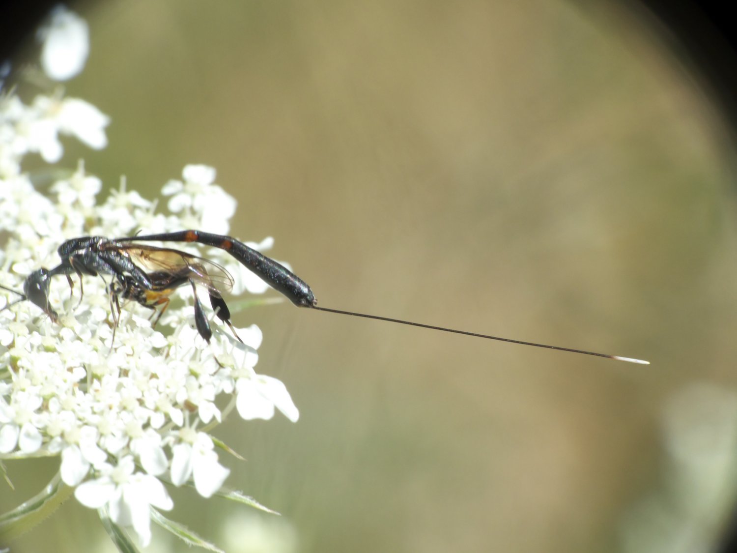 Florian ALONSO - Gasteruption tournieri - réf. 263516 (1500 x 1125 pixels, 112 ko)