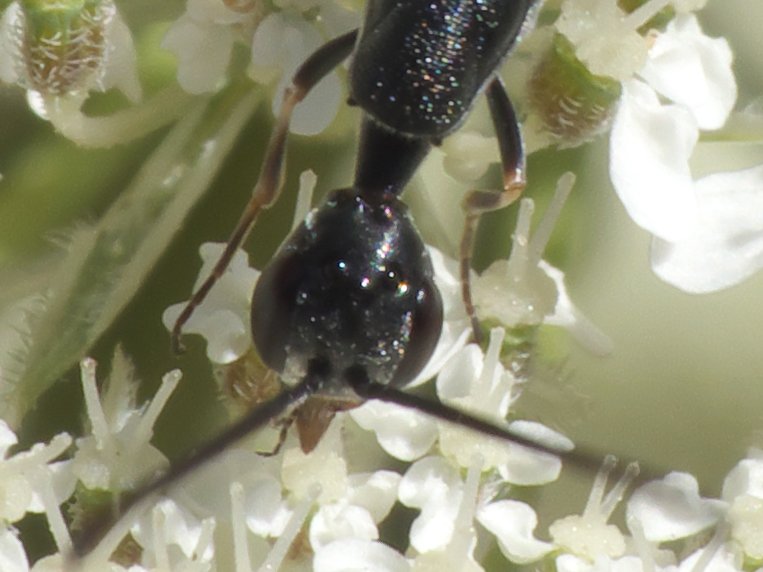 Florian ALONSO - Gasteruption tournieri - réf. 263517 (763 x 572 pixels, 62 ko)
