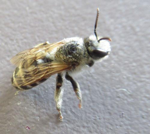 Réf. 264 822 : Melitta leporina
