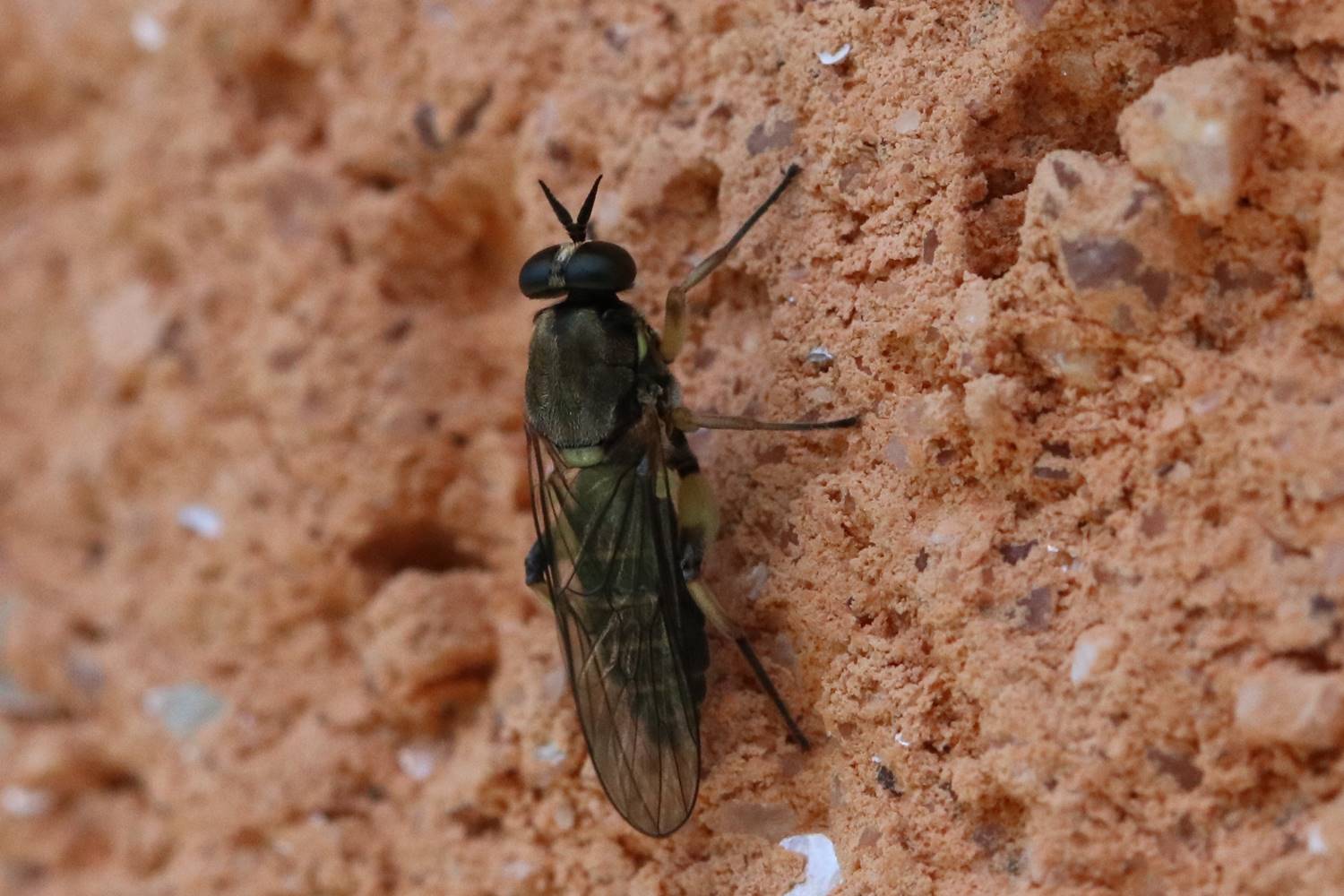 Henri Savina - Solva marginata - réf. 264958 (1500 x 1000 pixels, 166 ko)