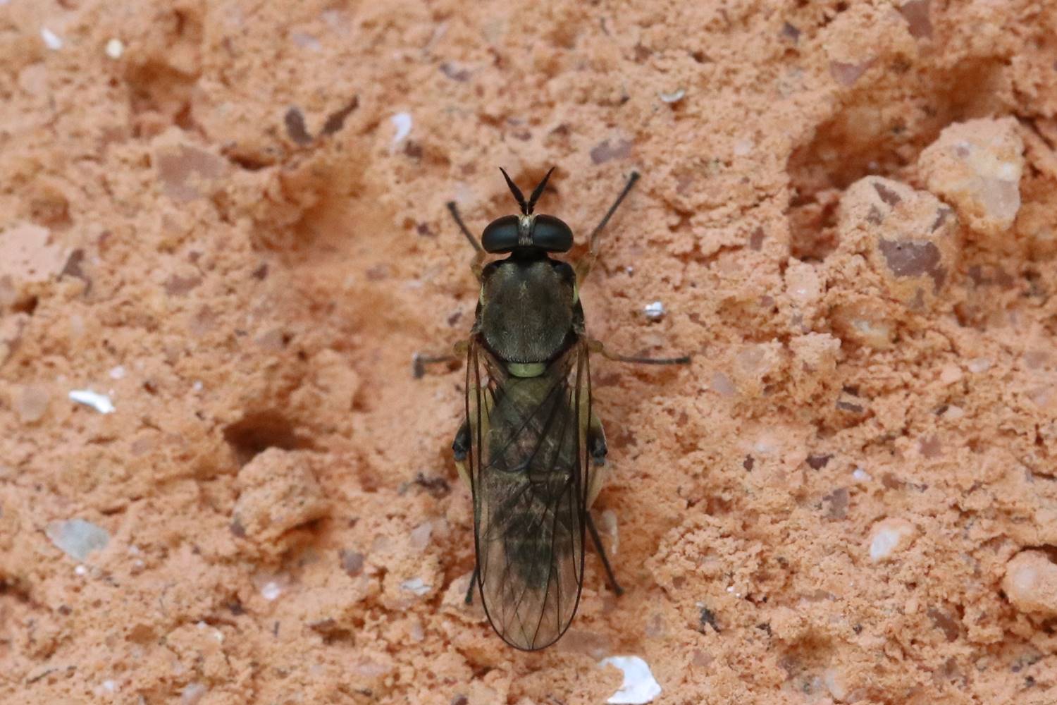 Henri Savina - Solva marginata - réf. 264959 (1500 x 1000 pixels, 185 ko)