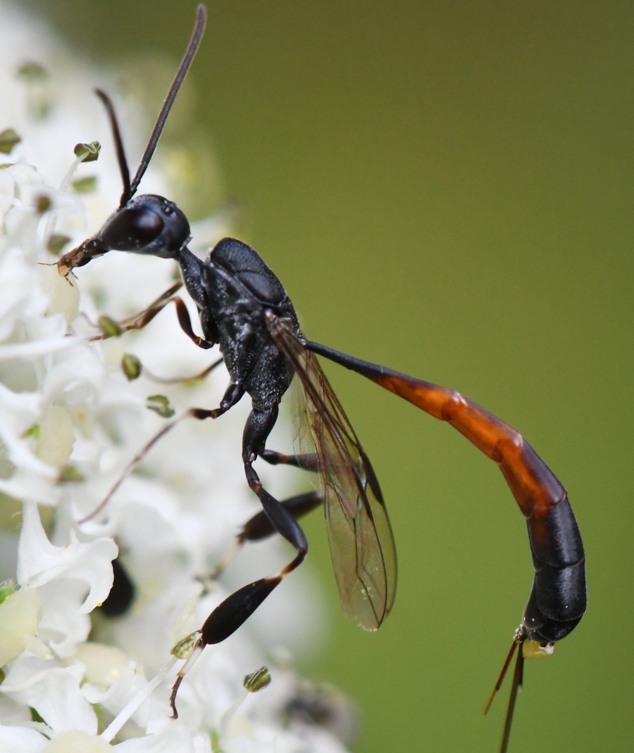 Jean-Michel GAREL - Gasteruption sp. - réf. 264098 (1263 x 1500 pixels, 181 ko)