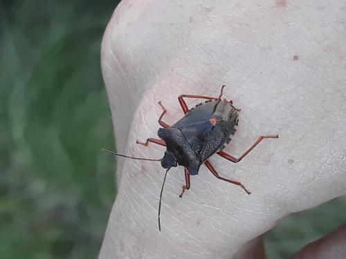 Réf. 266 937 : Pentatoma rufipes