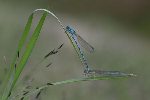Réf. 267 708 : Erythromma lindenii