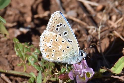 Réf. 267 425 : Polyommatus bellargus