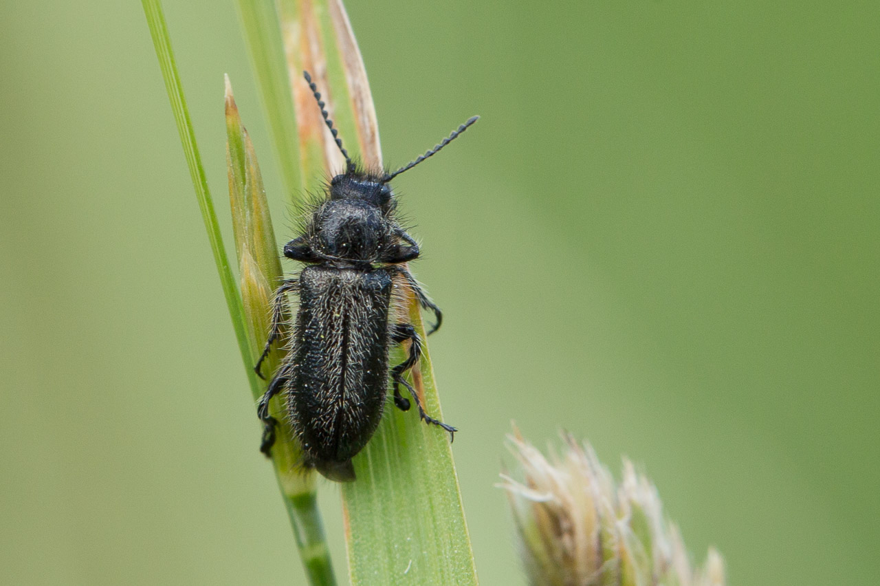 Jessica Joachim - Enicopus (Enicopus) ater ater - réf. 268285 (1280 x 852 pixels, 214 ko)