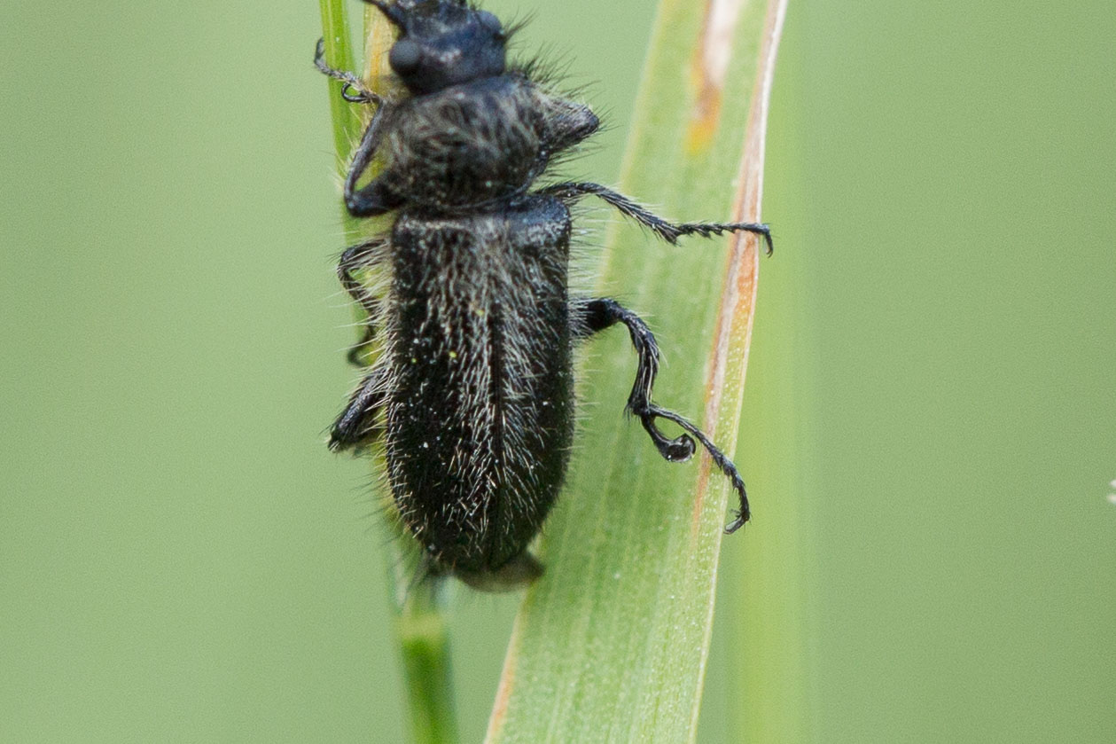 Jessica Joachim - Enicopus (Enicopus) ater ater - réf. 268286 (1259 x 839 pixels, 188 ko)