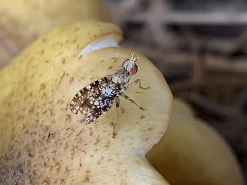 Trypetoptera punctulata