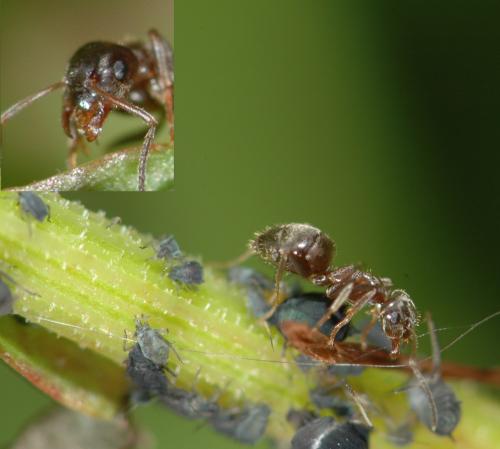 Réf. 27 596 : Lasius sp.