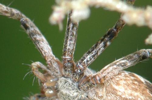 Réf. 27 323 : Pisaura mirabilis