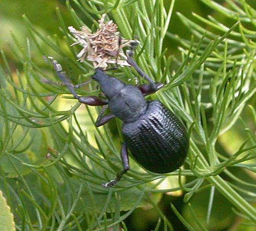 Réf. 27 250 : Liophloeus tessulatus