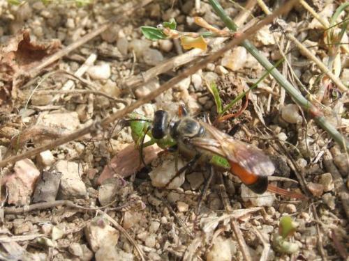 Réf. 27 033 : Sphex funerarius