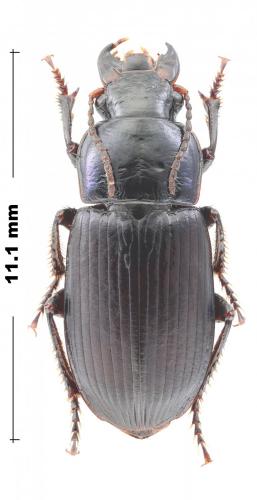 Harpalus sp.