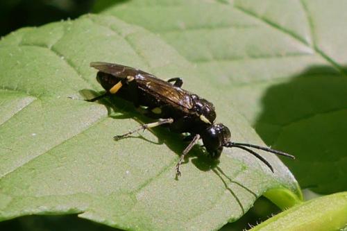 Macrophya alboannulata