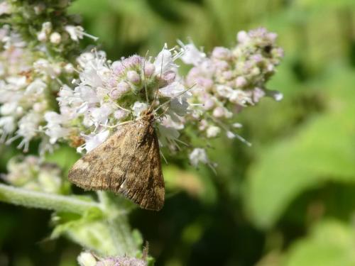 Réf. 271 293 : Pyrausta despicata