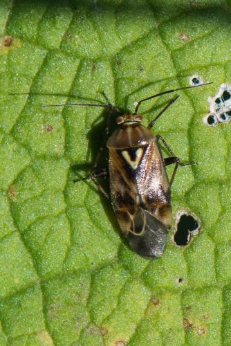 Lygus sp.